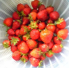 strawbery.jpg